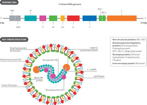 Respiratory syncytial virus infection in adults .